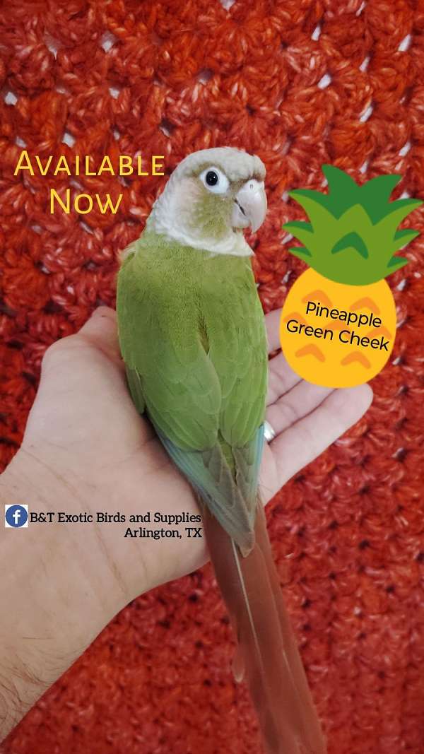 conure-for-sale