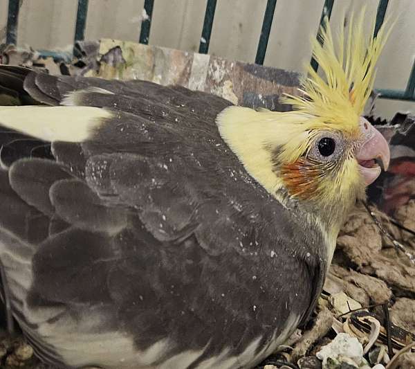 cockatiel-for-sale