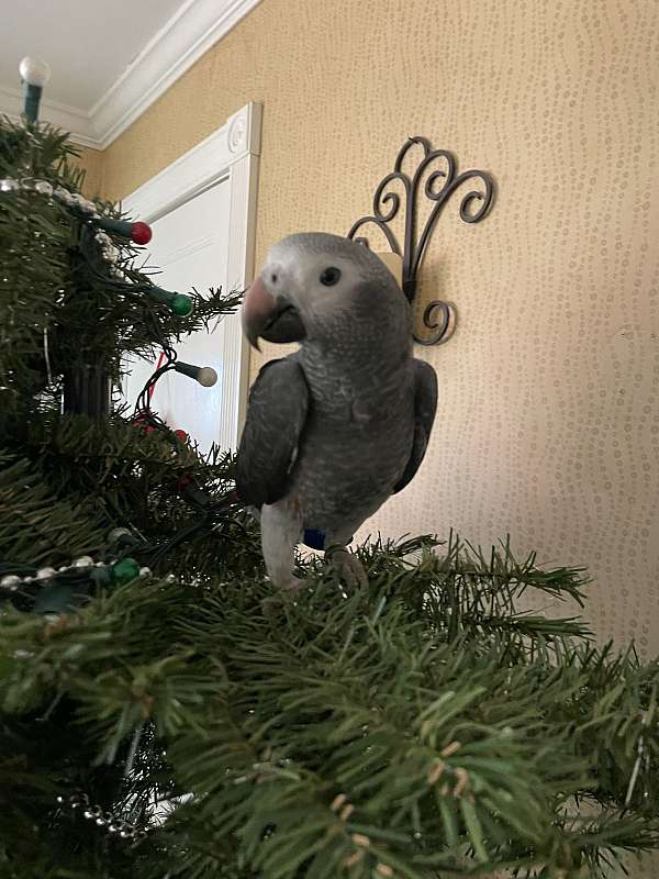 timneh-african-grey-parrot-for-sale-in-trappe-pa