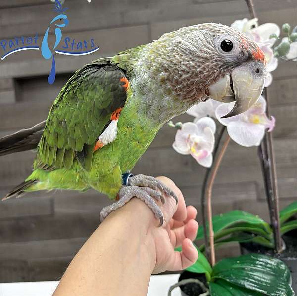 parrot-for-sale