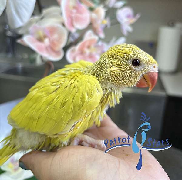 ringneck-parakeet-for-sale