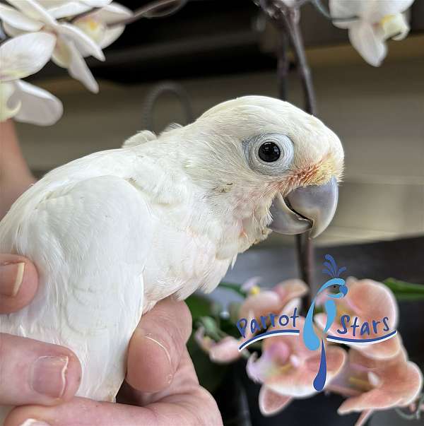 goffin-cockatoo-for-sale