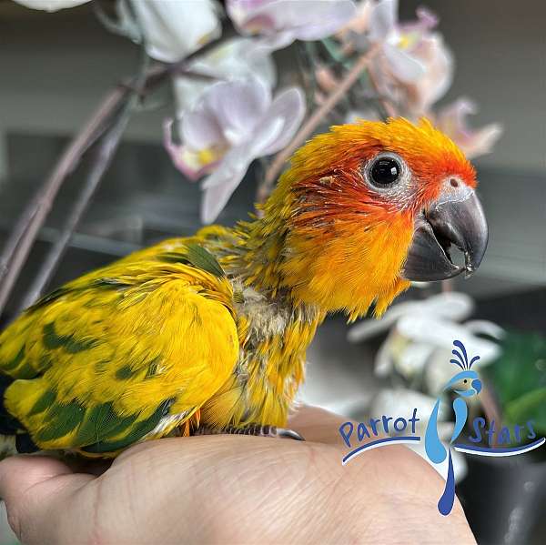 sun-conure-for-sale