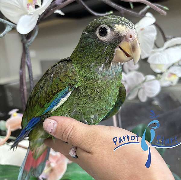 white-capped-pionus-parrots-for-sale