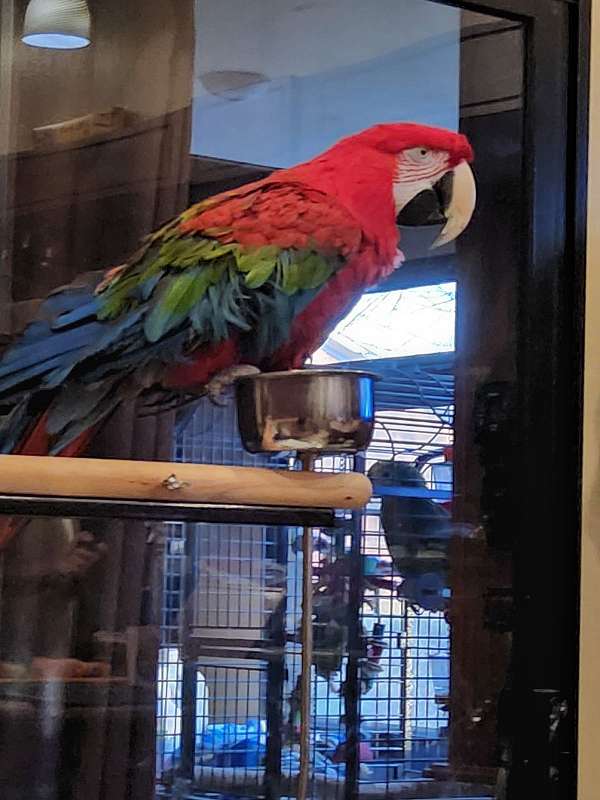 green-wing-macaw-for-sale-in-clatskanie-or