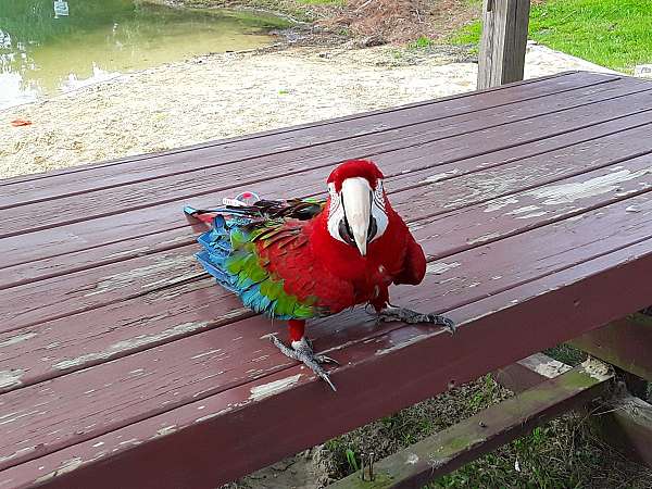 pet-bird-for-sale-in-clatskanie-or