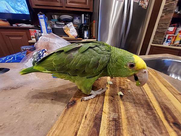 double-yellow-head-amazon-parrot-for-sale-in-clatskanie-or