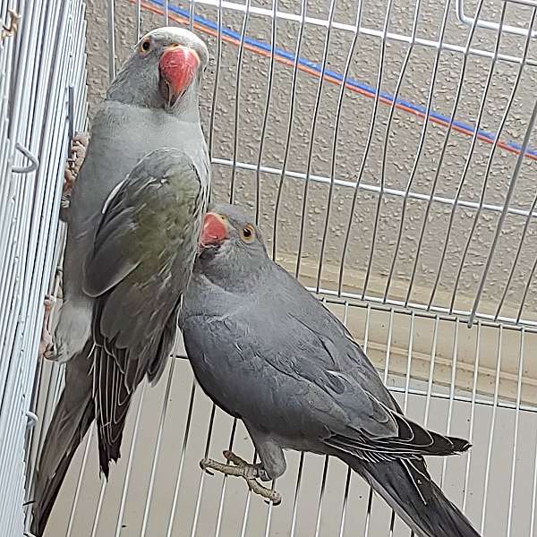 male-female-bird-for-sale-in-virginia-beach-va