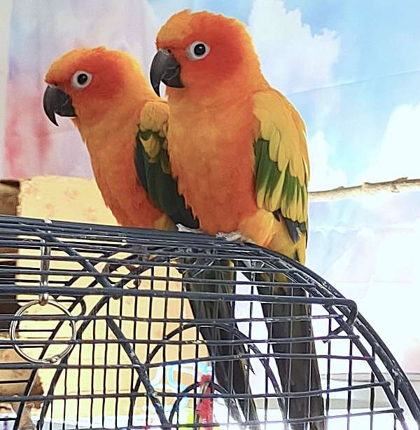 green-yellow-bonded-pair-tame-bird-for-sale