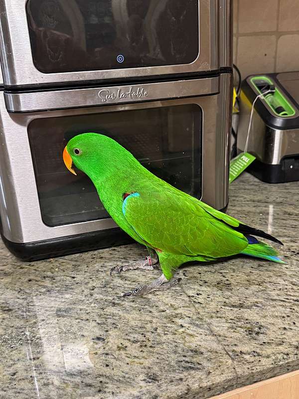 eclectus-parrots-for-sale