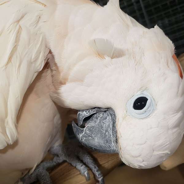 moluccan-cockatoo-for-sale-in-allegan-mi