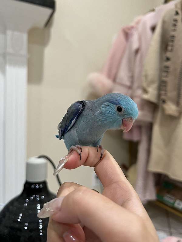 parrotlet-for-sale