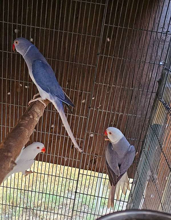 ringneck-parakeet-for-sale-in-stanton-ca