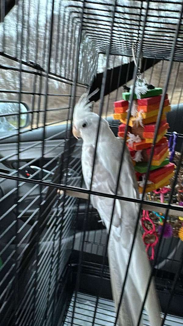 baby-bird-for-sale-in-lenoir-nc