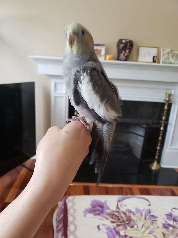 cockatiel-for-sale