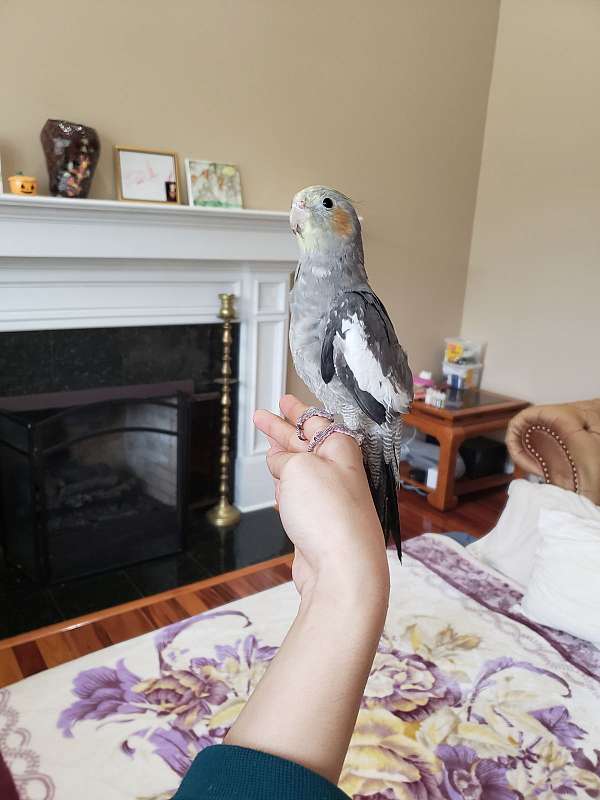 cockatiel-for-sale-in-hilliard-oh