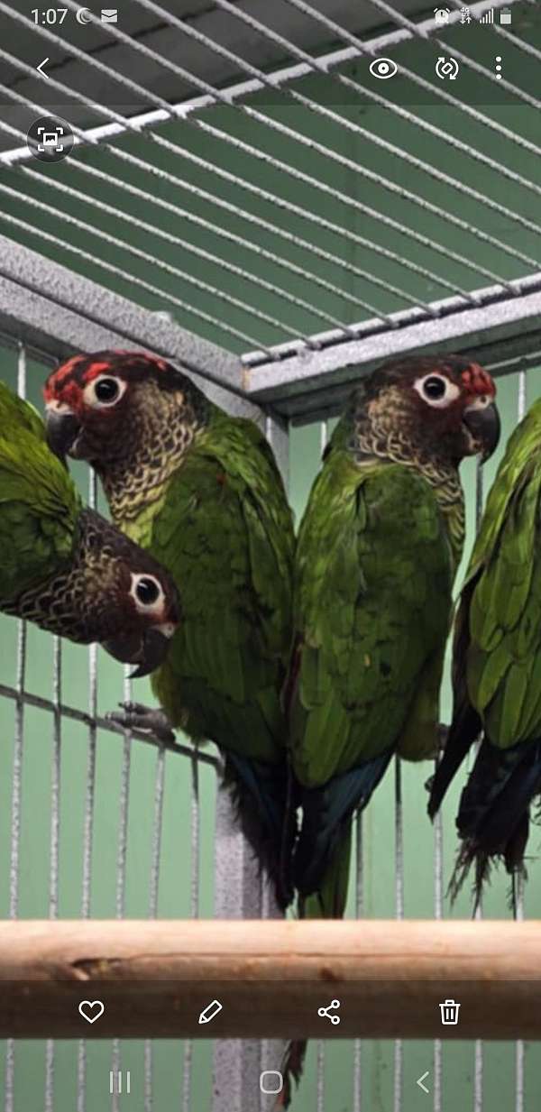 conure-for-sale-in-hilliard-oh