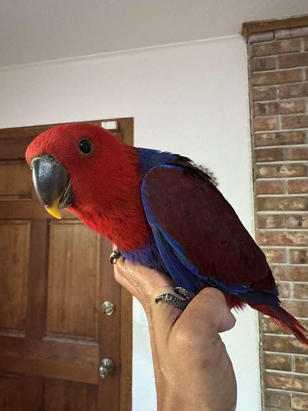 eclectus-parrots-for-sale