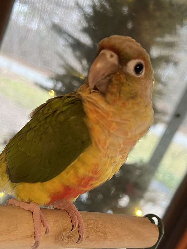 green-cheek-conure-for-sale