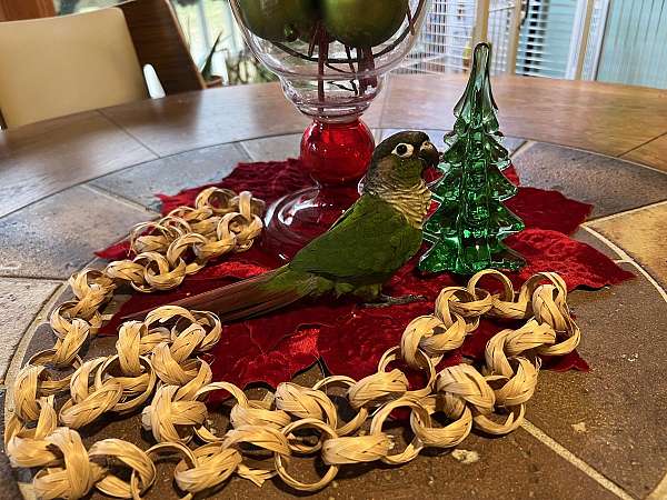 green-cheek-conure-for-sale