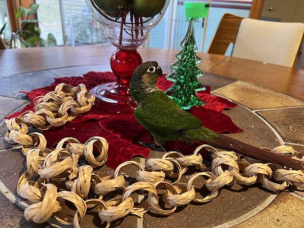 green-green-cheek-conure-for-sale