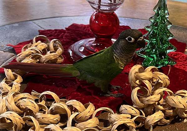 green-bird-for-sale