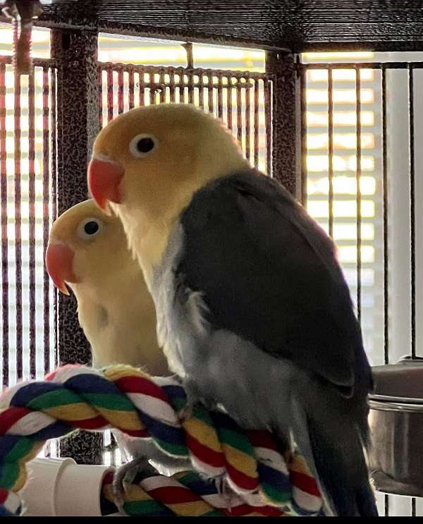 fischers-lovebird-for-sale-in-richland-wa