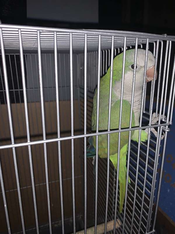 quaker-parrots-for-sale-in-boynton-beach-fl