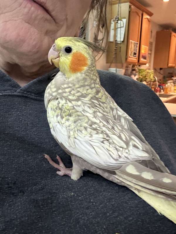 cockatiel-for-sale-in-prescott-valley-az