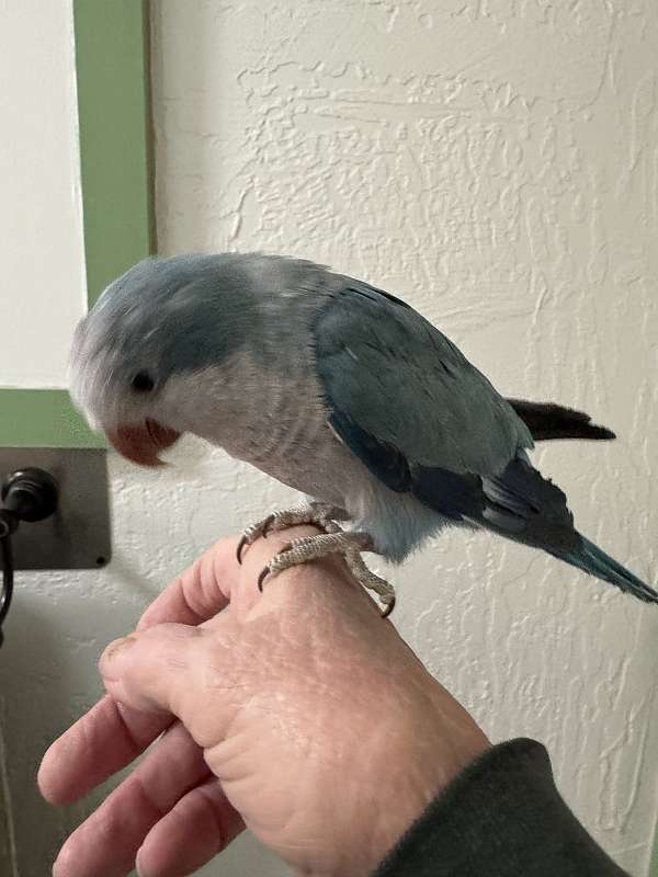 quaker-parrots-for-sale-in-prescott-valley-az