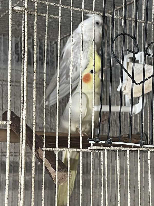 cockatiel-for-sale