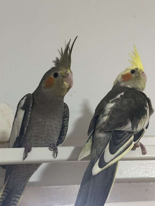 cockatiel-for-sale