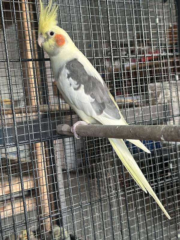 cockatiel-for-sale