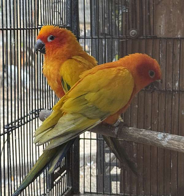 sun-conure-for-sale