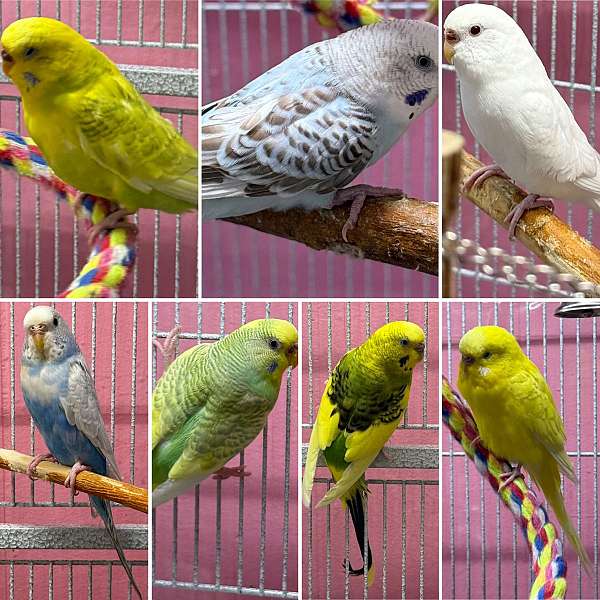 budgerigar-parakeet-for-sale