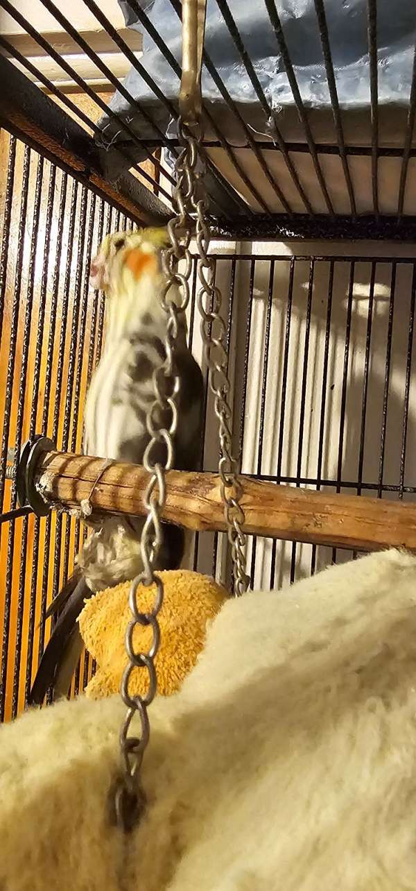 cockatiel-for-sale-in-flushing-ny