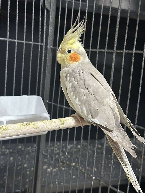 female-bird-for-sale-in-springfield-mo