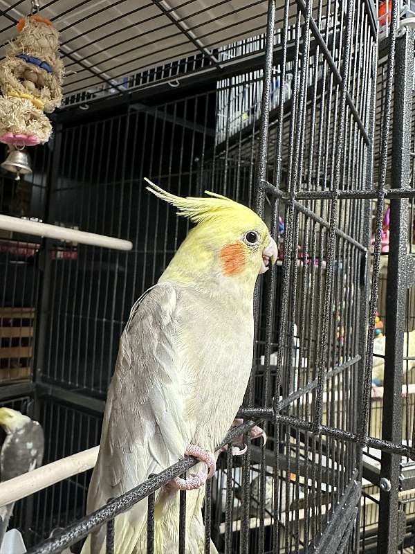 cockatiel-for-sale