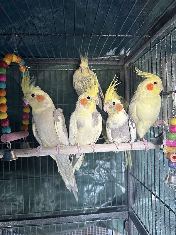 cockatiel-for-sale