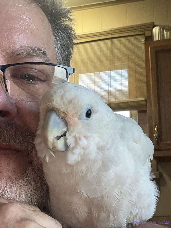 goffin-cockatoo-for-sale