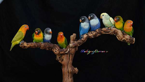 lovebird-for-sale-in-jacksonville-fl