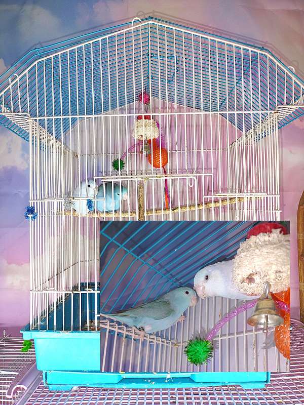 bonded-pair-cute-bird-for-sale-in-virginia-beach-va