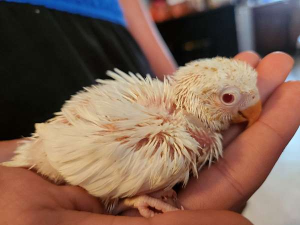 albino-bird-for-sale-in-indian-orchard-ma