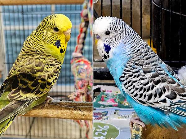 male-female-bird-for-sale-in-ellicott-city-md