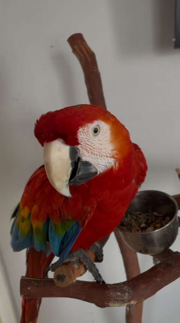 scarlet-macaw-for-sale-in-bakersfield-ca