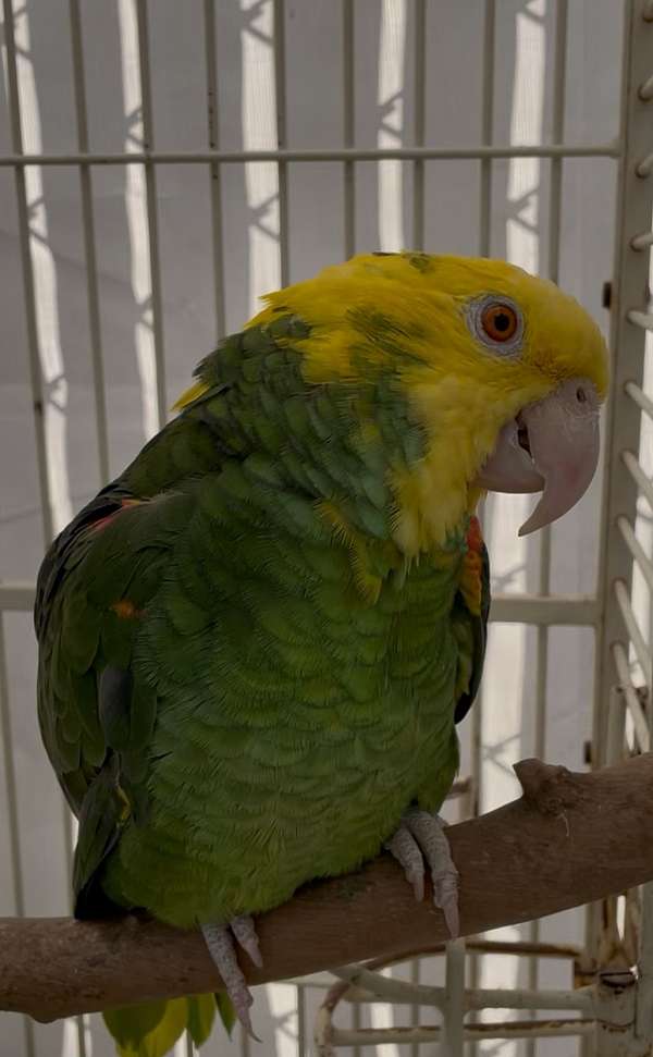 amazon-parrot-for-sale-in-bakersfield-ca