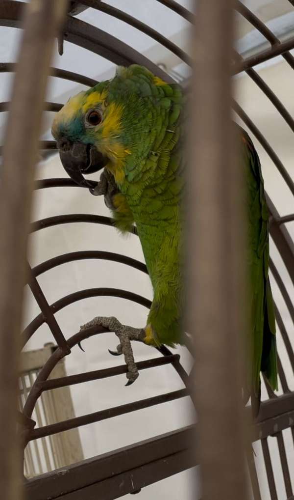 blue-front-amazon-parrot-for-sale-in-bakersfield-ca