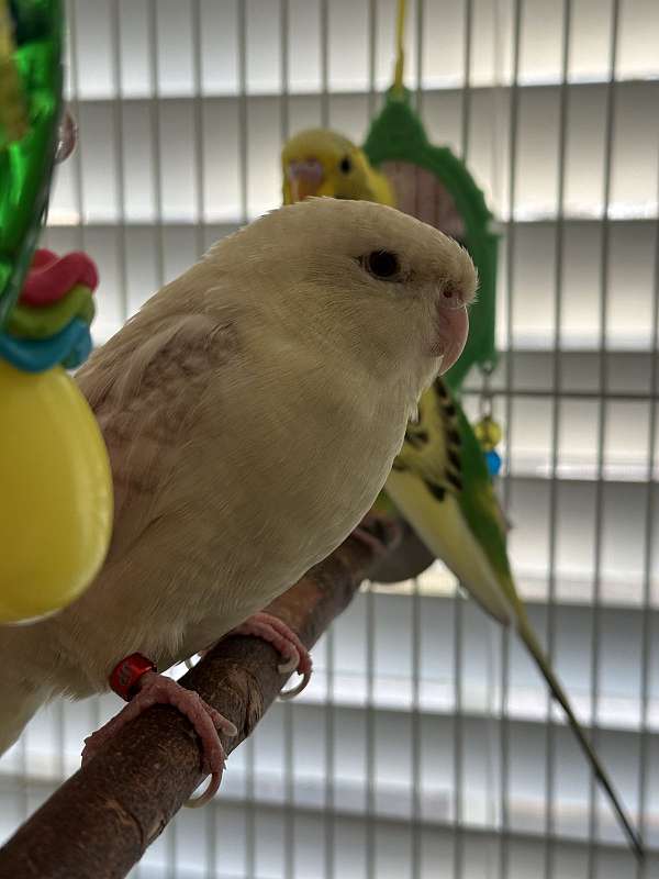 parakeet-for-sale-in-celina-tx