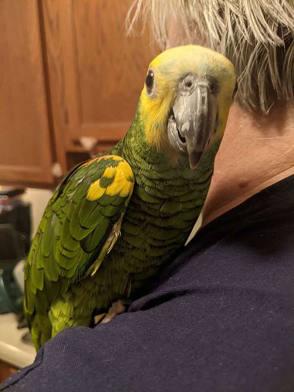 yellow-bird-for-sale-in-muncie-in