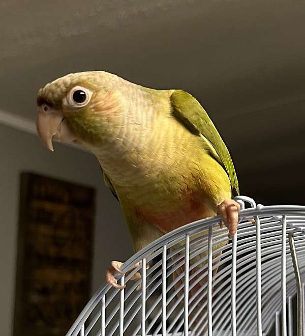 cinnamon-green-bird-for-sale-in-thomasville-ga